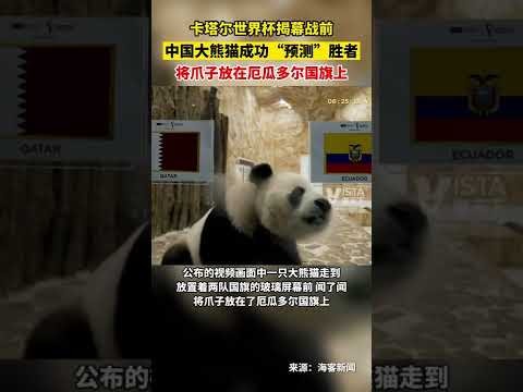 东契奇赛场,磨砺,独行侠高层,时时彩,彩票平台,数据分析,在线投注,高频彩票